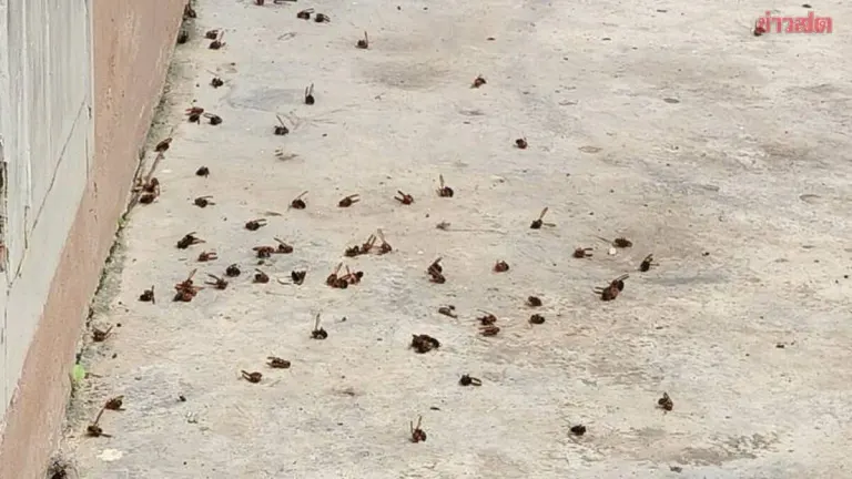 Illegal Wasp Nest Burning Triggers Attack on Chiang Rai Community