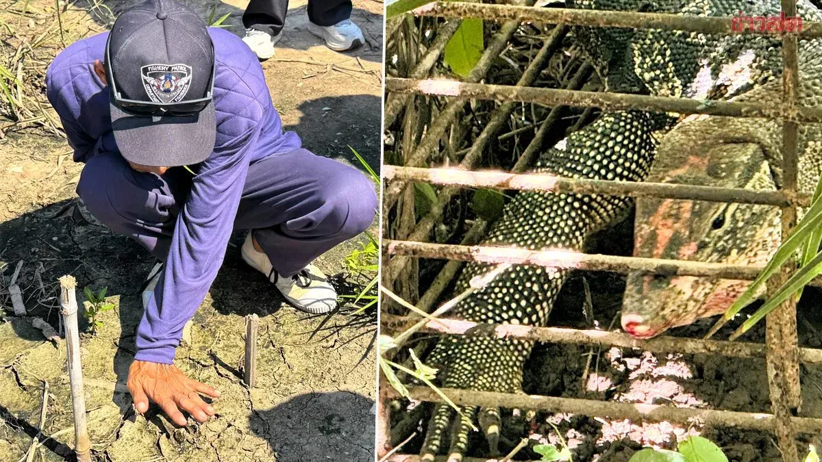 Lopburi Crocodile Scare Debunked, Giant Monitor Lizard Caught