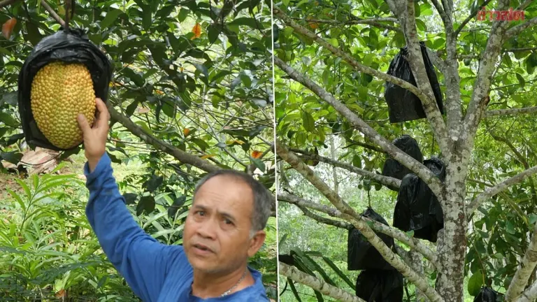 Trang Farmers Convert Rubber Land To Mixed Fruit Farm