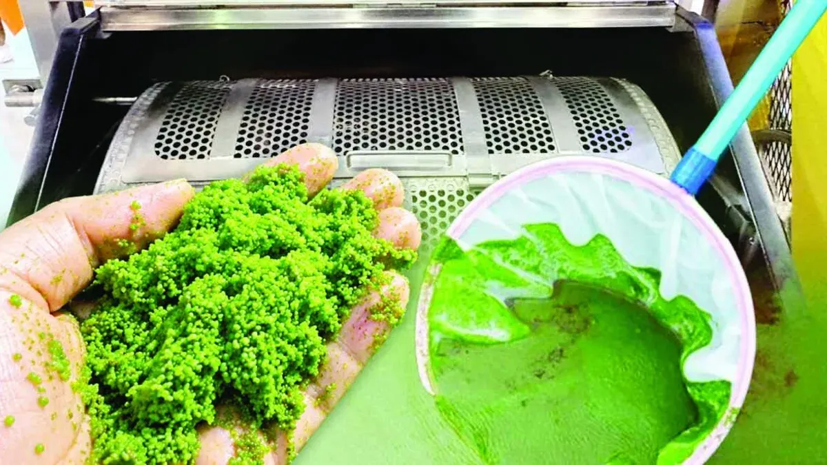 Plasma Technology Speeds Up Duckweed Washing in Thailand