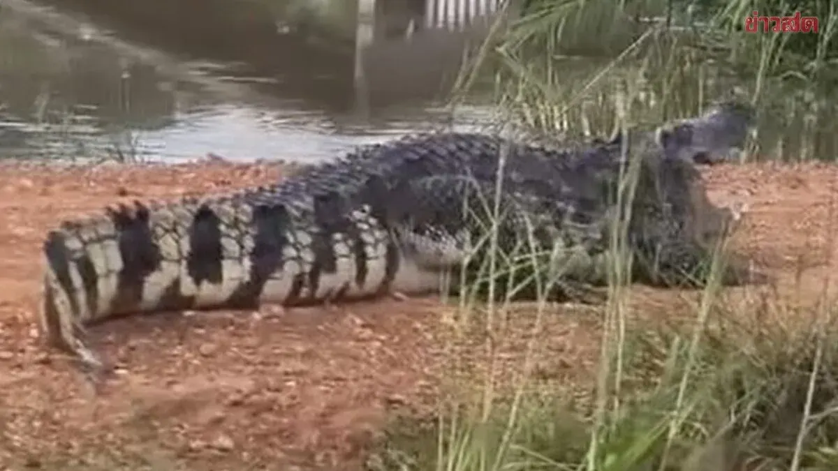 Officials Warn of Giant Crocodile Near Chachoengsao