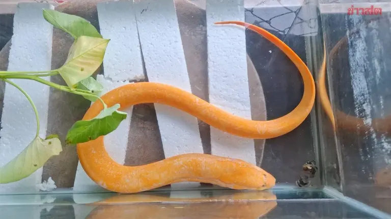 Golden Eel Brings Luck to Kamphaeng Phet Restaurant
