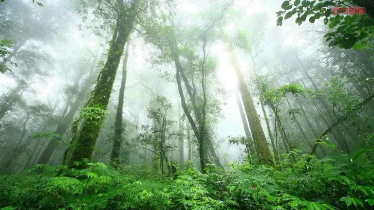 Thailand Pushes Doi Inthanon to Become 11th ASEAN Heritage Park
