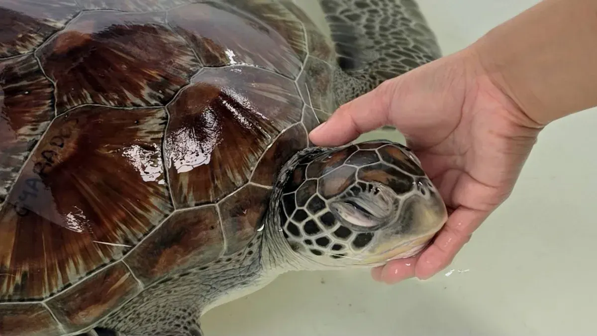 Marine Department Spotlights Sea Turtle Rescue at Rayong Center