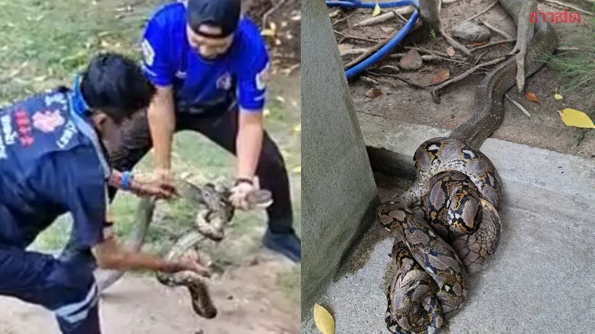 King Cobra Devours Rat Snake at Ko Pha Ngan Resort