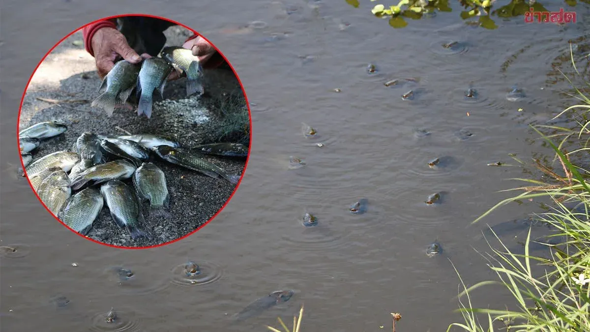 Black Chin Tilapia Swarm Ratchaburi Canals After Floods