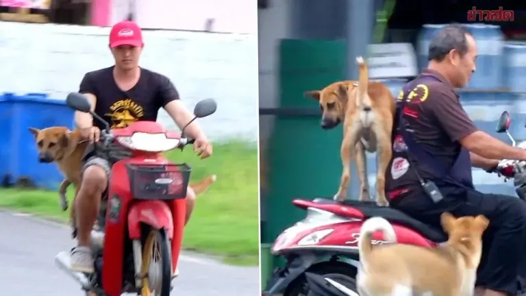 Stray Dog Thai Tea Rides Motorbikes Around Khon Kaen Market