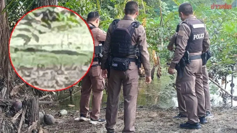 Four Crocodiles Spotted Near Kabin Buri Road, Residents Alarmed