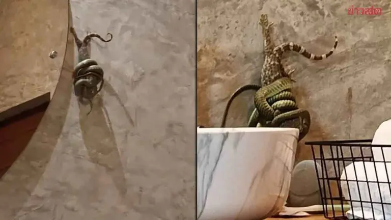 Resort Guest Finds Snake and Geckos in Bathroom on Koh Laan