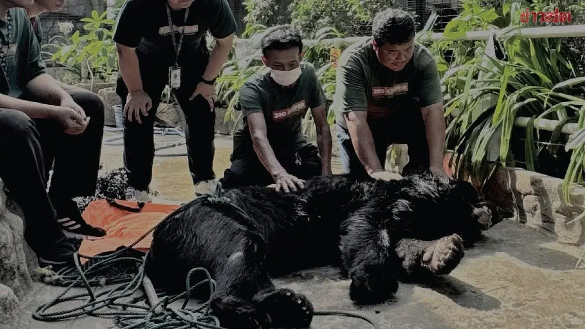 Thailand's Longest-Living Asian Black Bear Dies at Pata Zoo