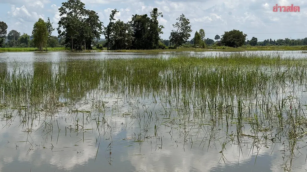 Floods Submerge Rice and Cassava Fields in Buriram