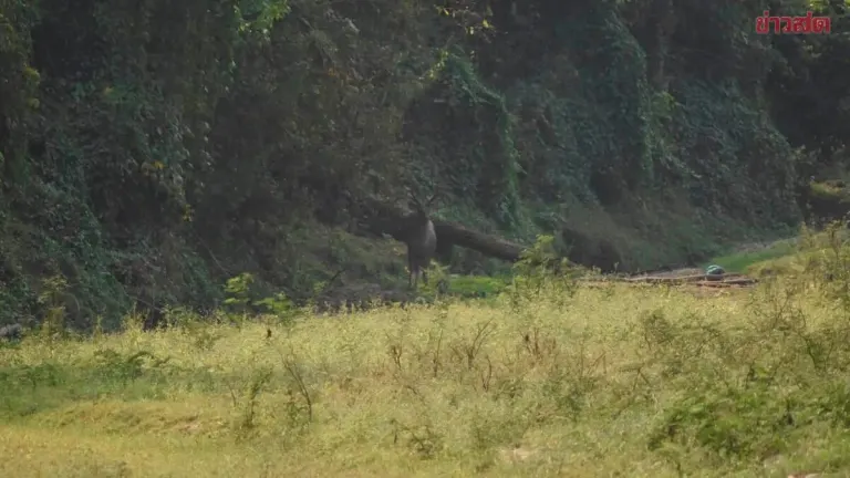 Huai Kha Khaeng Wildlife Sanctuary Reopens for Nature Study Sept 10
