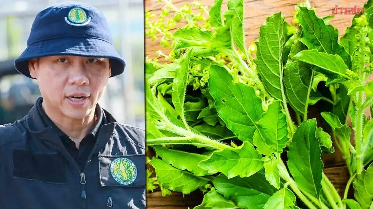 Agriculture Dept Confirms Common Basil Unaffected by New Variety Registration
