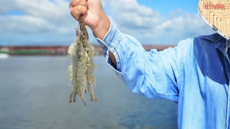 Floods Cause Billion-Dollar Damage to Shrimp Farms