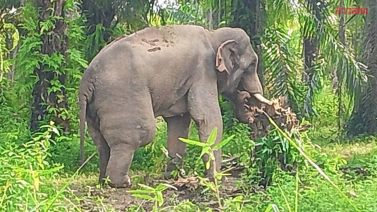 Wild Elephant Dies After Attack by Another Elephant in Chachoengsao