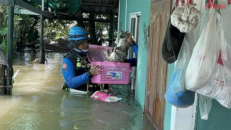 Flood Rescue Saves Eight Cats, One Dog Dies in Prachinburi