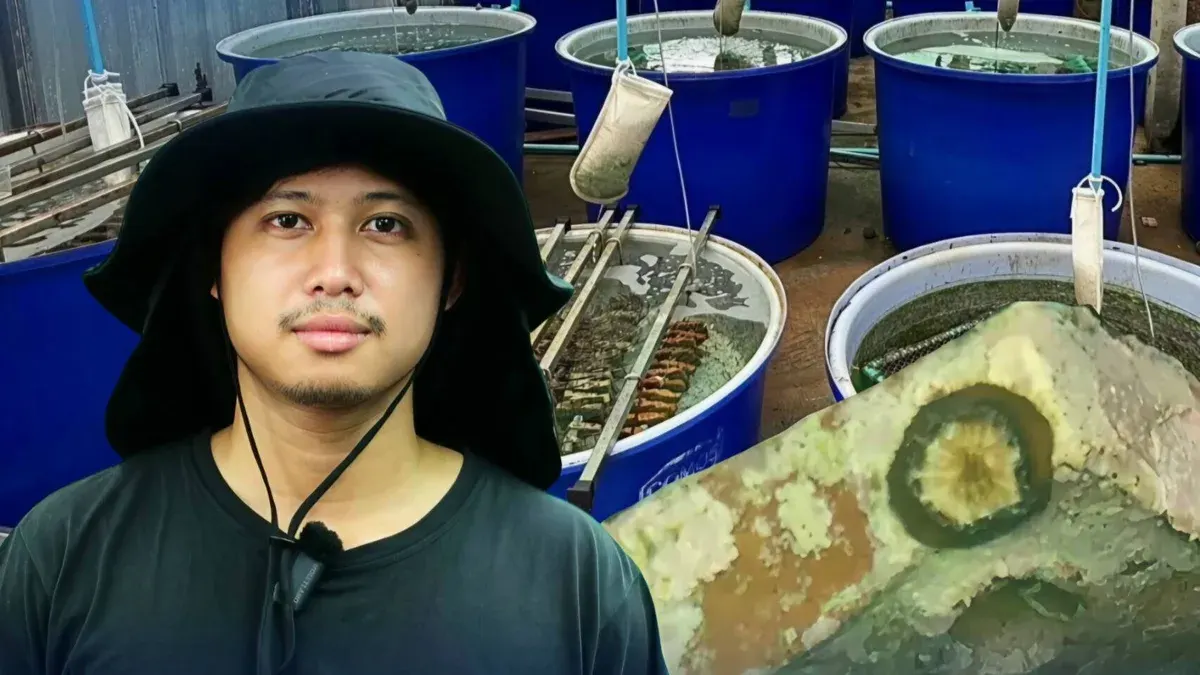 Rayong Coral Hatchery Releases Larvae Amid Low Survival Odds