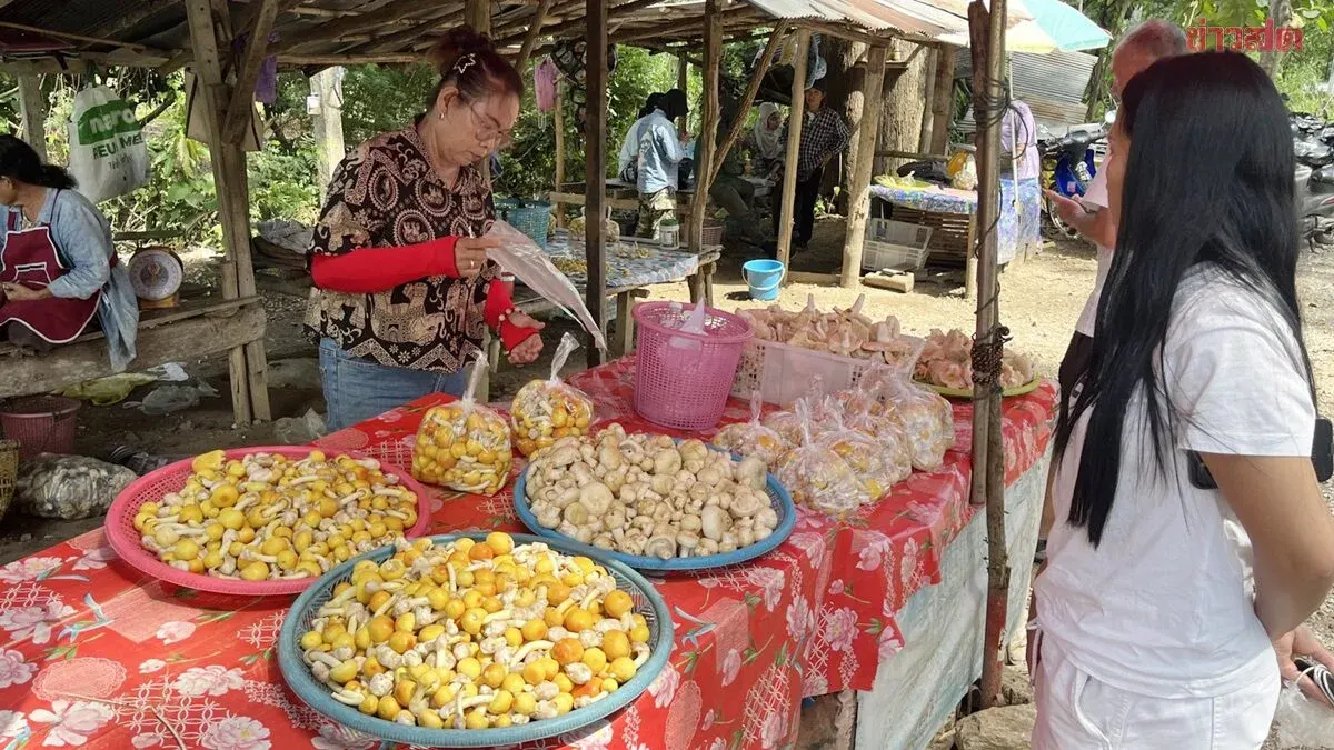 Villagers Sell Rare Goose Egg Mushrooms Near Mae Klang Waterfall