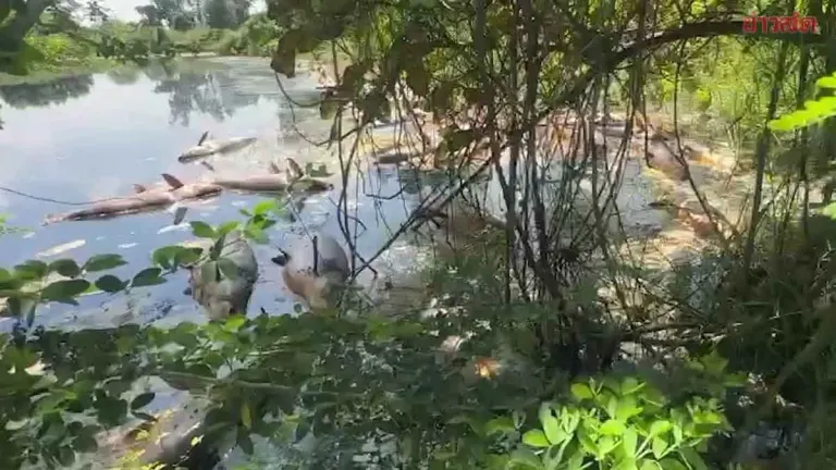 Dozens of Giant Catfish Die in Polluted Pond Near Factory