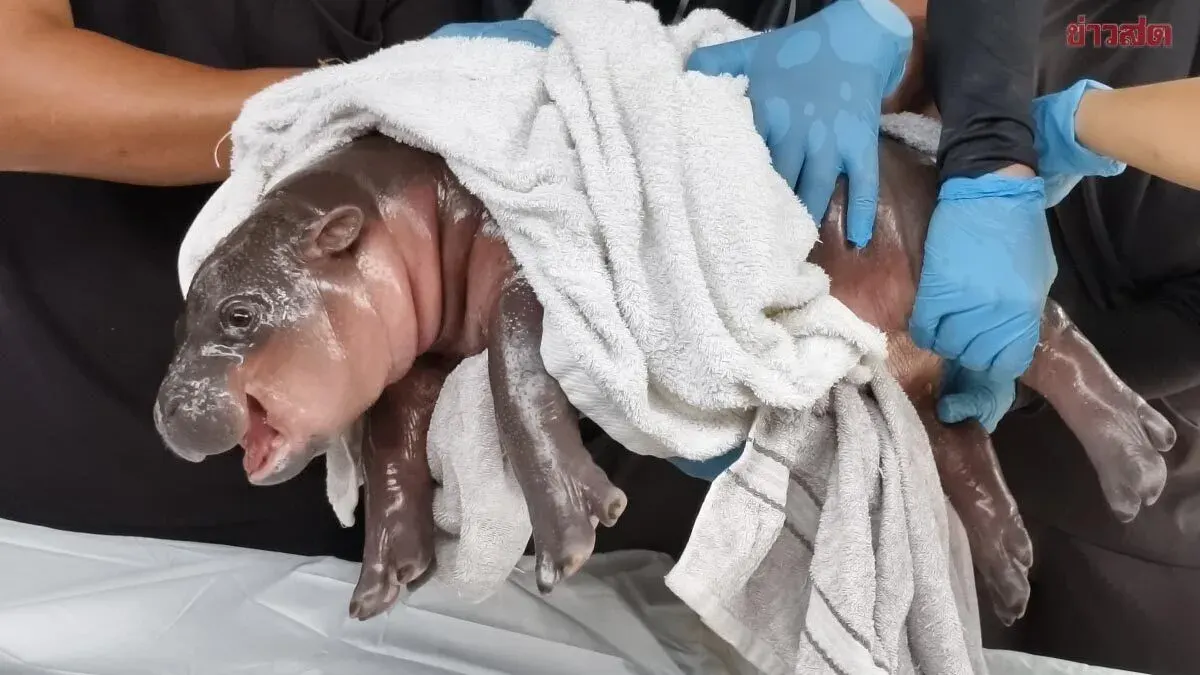 Moo Deng Becomes an Aunt! A New Baby Pygmy Hippo Arrives at Khon Kaen Zoo—Why Are These Name Suggestions Making Everyone Hungry?