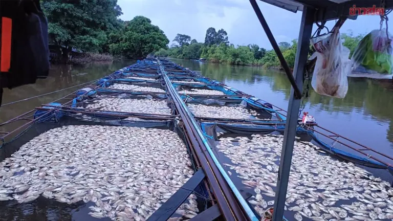 Mass Fish Deaths After Floodwaters Recede in Prachin Buri
