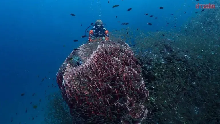 Surin Islands Park Shows Richelieu Rock Dive Site Before Oct 15 Opening