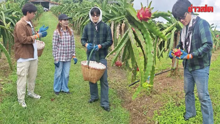 Pak Chong Dragon Fruit Farm Generates Steady Yearly Income