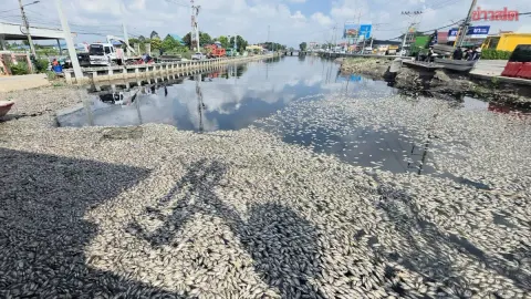 Authorities Bury 30 Tons of Dead Tilapia in Pathum Thani
