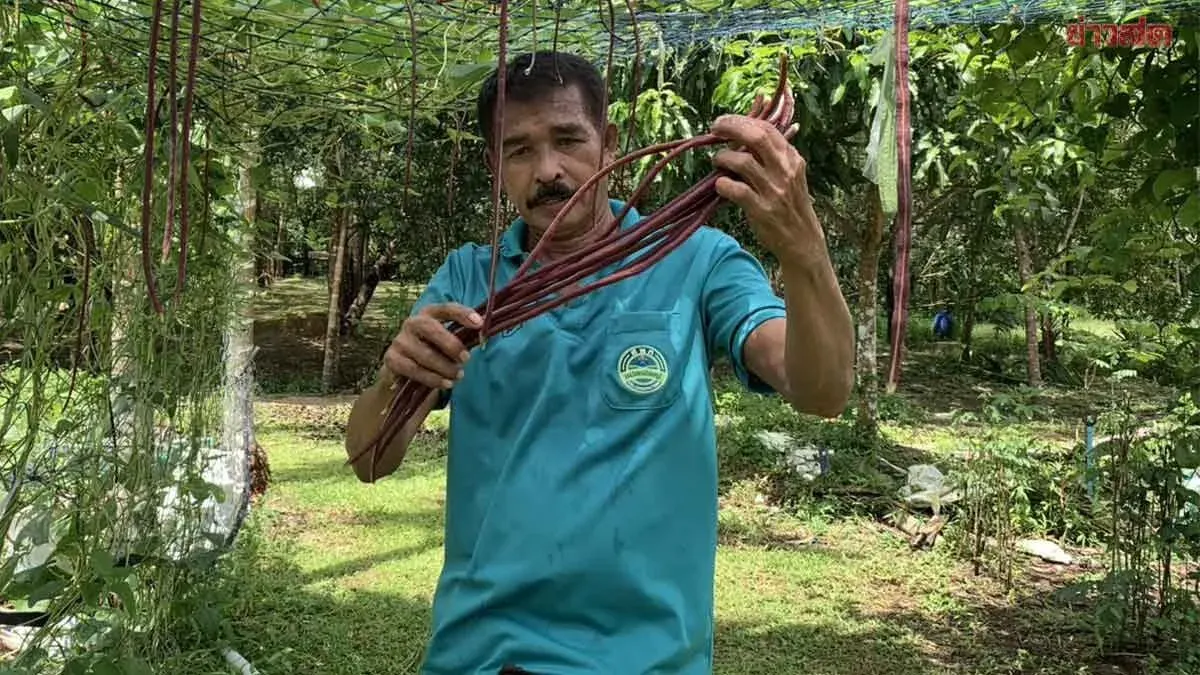 Trang Farmers Earn More Selling Veg at Vegetarian Festival