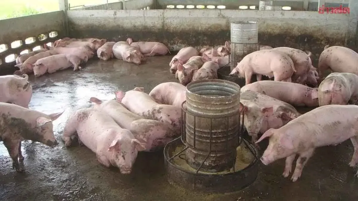 Pork Prices Rise Again by 2 Baht per Kilogram