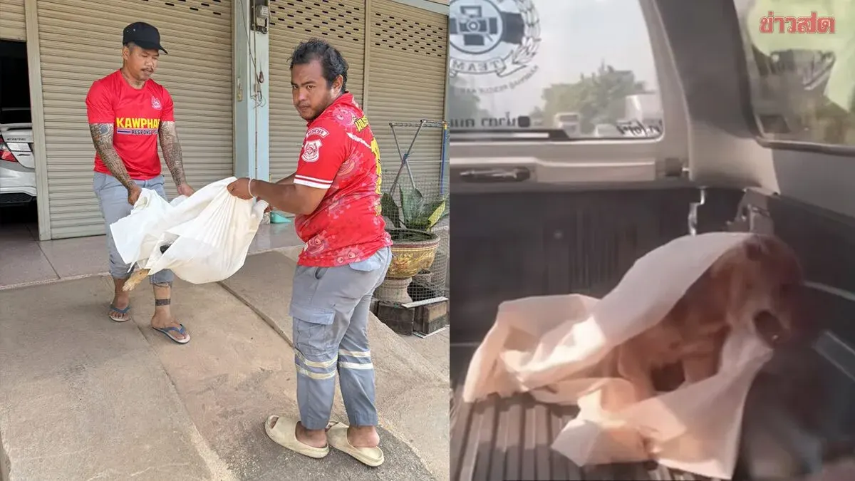 Rescue Team Shocked as 'Dead' Dog Revives During Transport