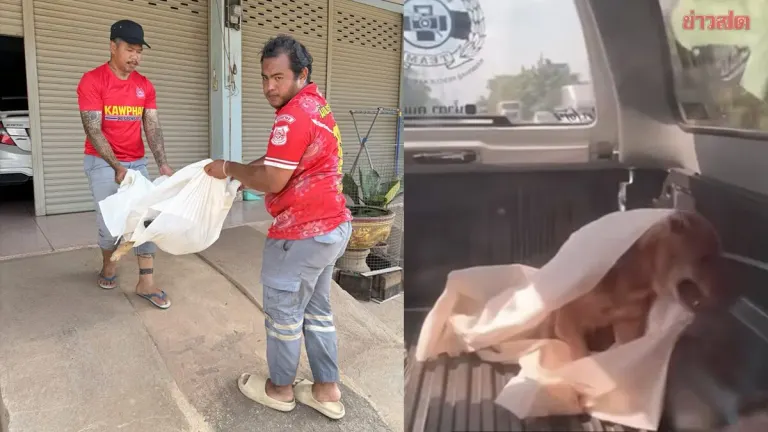 Rescue Team Shocked as 'Dead' Dog Revives During Transport