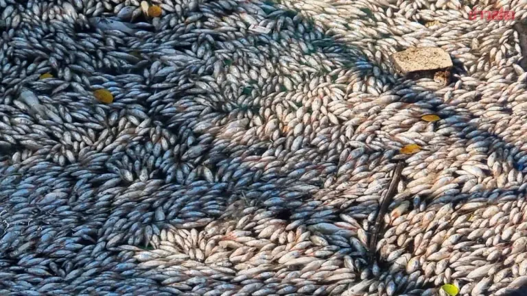 Mass Fish Deaths at Canal Gate Raise Water Quality Concerns