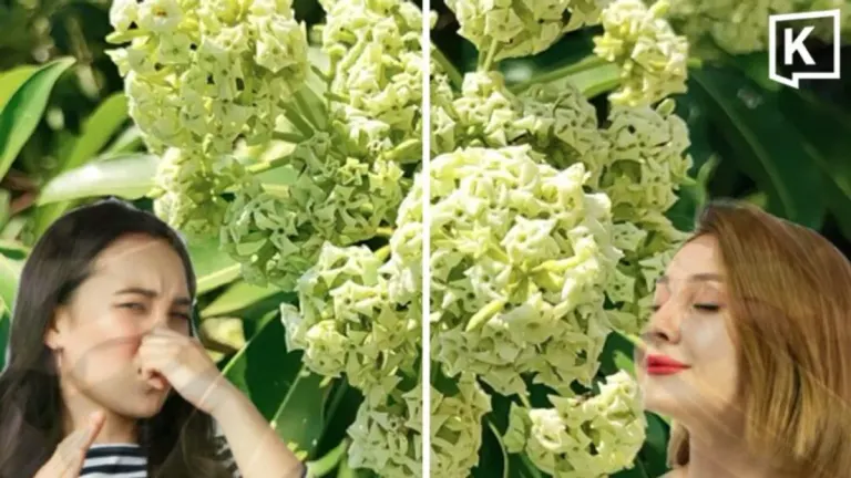 Devil Tree Bloom Sparks Scent Debate Across Thailand