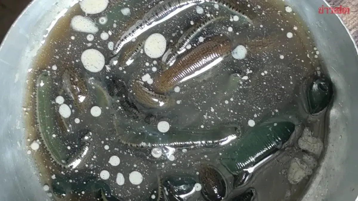 Flood-Hit Chachoengsao Villagers Battle Leeches, Inadequate Aid