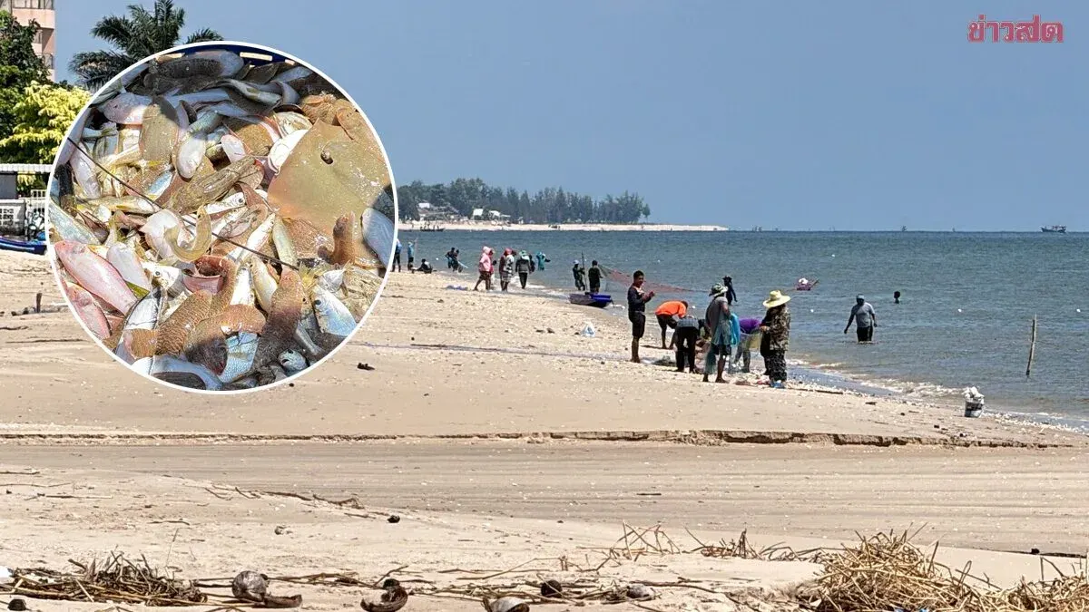 Freshwater Runoff Strands Fish, Draws Crowds to Cha-am Beach