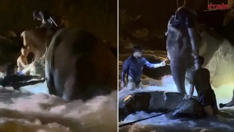 Elephant Freed After Four-Hour Rescue in Chiang Mai River