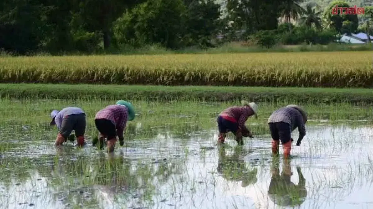 Thailand to Give Farmers 1,000 Baht per Rai Subsidy