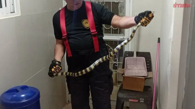 Homeowner Alerts Authorities After Venomous Snake Enters House