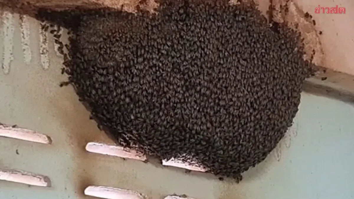 Beehive Brings Luck to Sukhothai Family, Wins Over 500,000 Baht