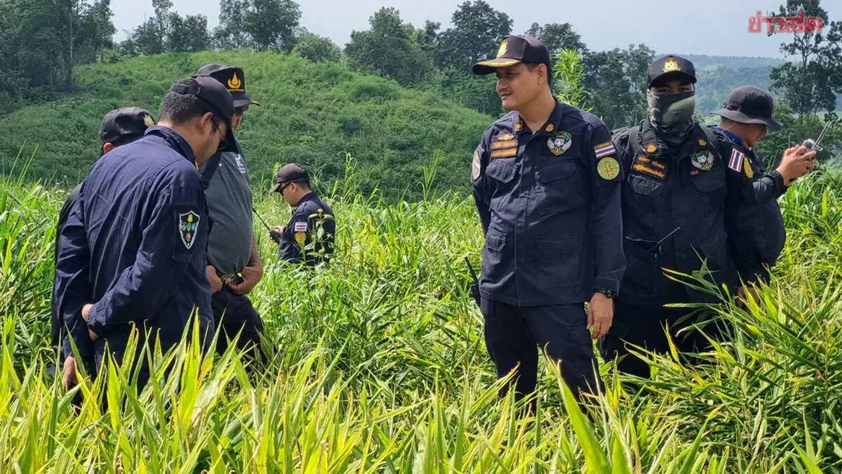 Thailand Orders Forest Probe into Ginger Farms in Chiang Mai