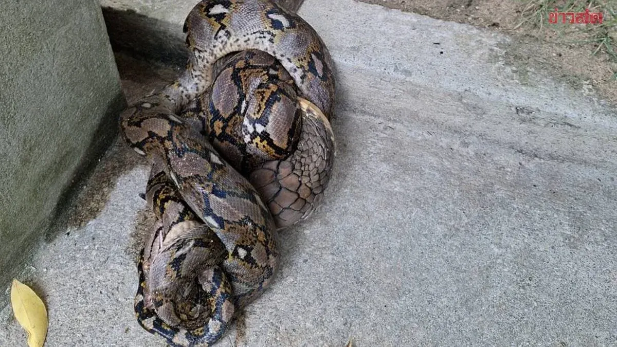 King Cobra Constricts Rat Snake at Koh Phangan Resort