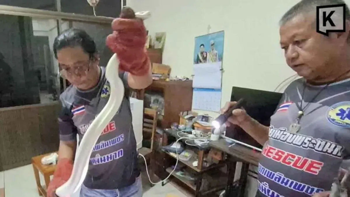 Escaped Albino Python Causes Panic in Uthai Thani Home