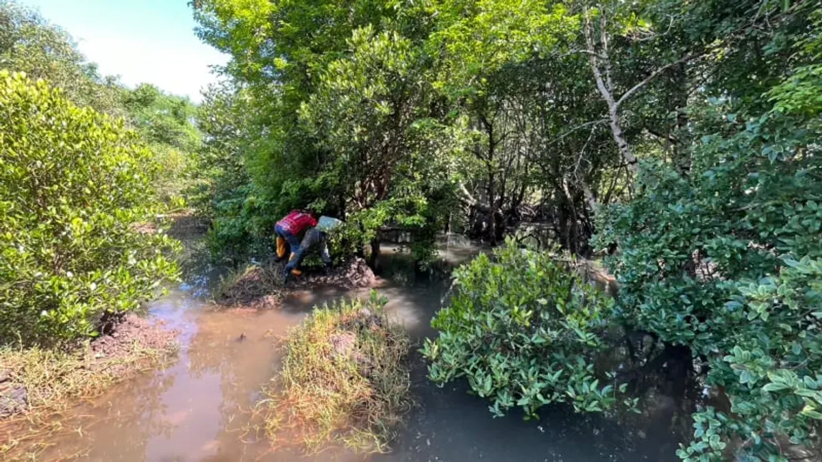 Unidentified Man Found Hanged in Phuket Mangrove Forest