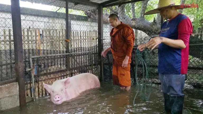 Chiang Mai Monk Saves 300-kg Pig From Rising Flood