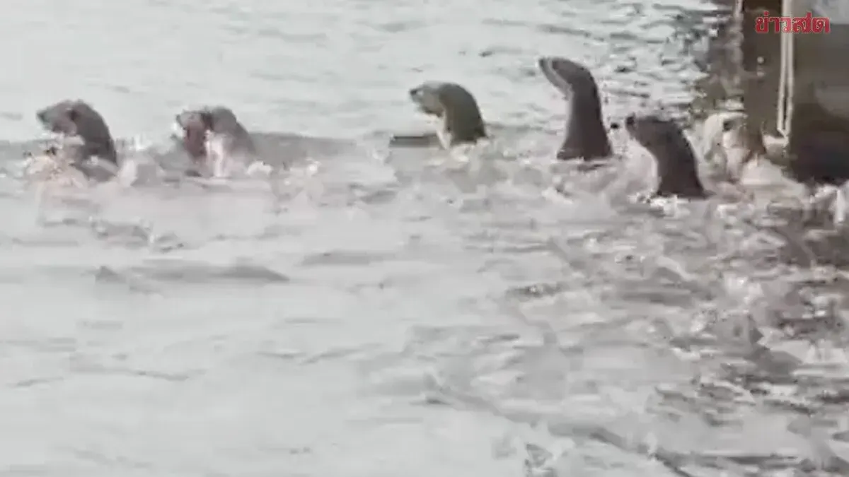 Over Twenty Otters Seen in Bangkok's Bang Khun Non Canal