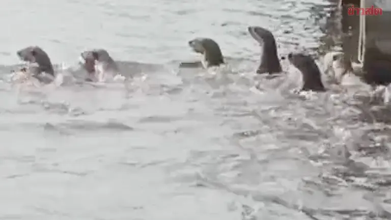 Over Twenty Otters Seen in Bangkok's Bang Khun Non Canal