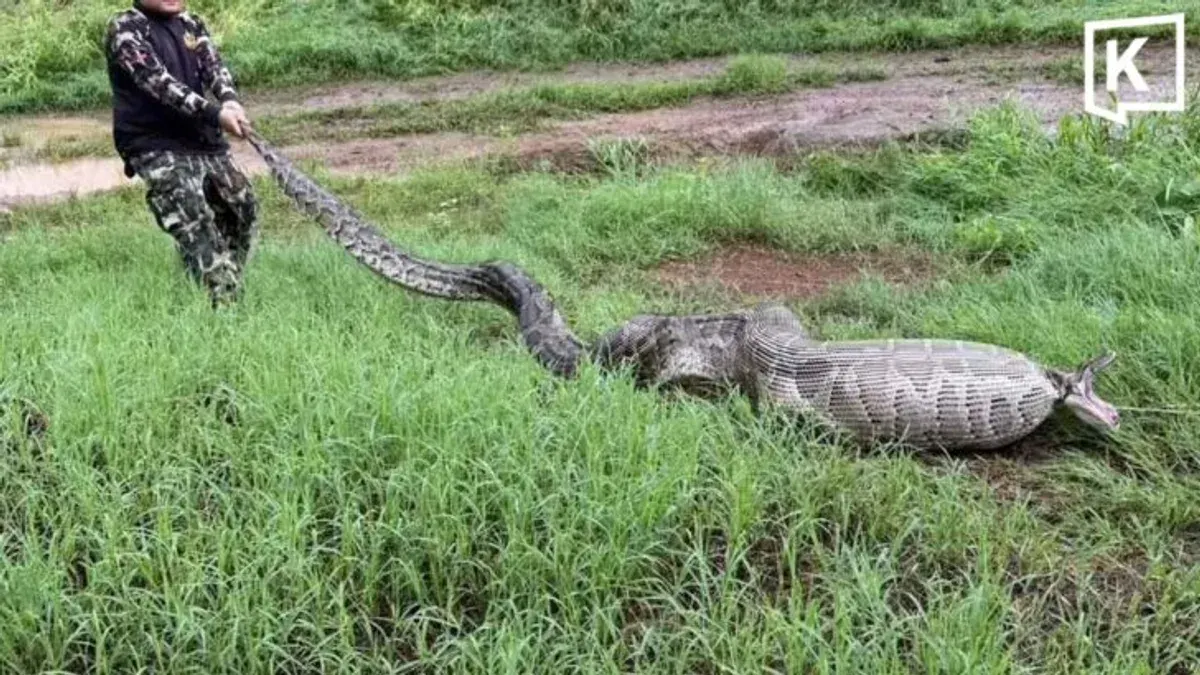 Huge Python Found After Swallowing Three Goats in Suphan Buri