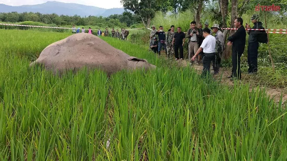 Wild Elephant Found Dead in Loei Field, Suspected Electric Shock