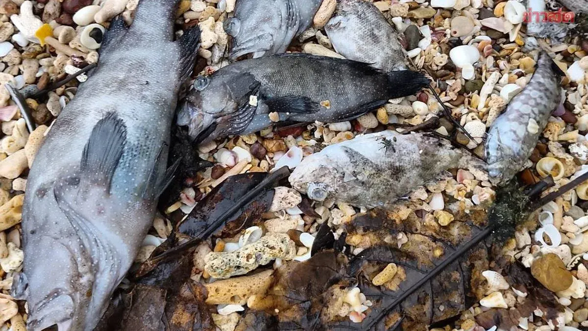 Mass Fish Deaths Strike Koh Libong Shoreline